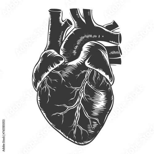 Silhouette for internal organs of heart black color only
