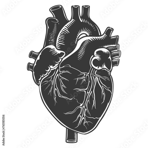 Silhouette for internal organs of heart black color only