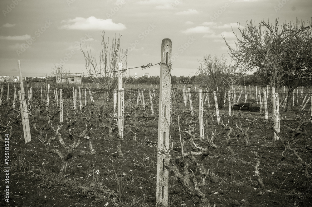 Fototapeta premium impianto uva da vino