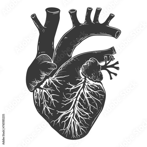 Silhouette for internal organs of heart black color only