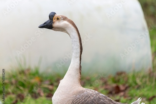Portrait of a Chinese goose (anser cygnoides domesticus) photo