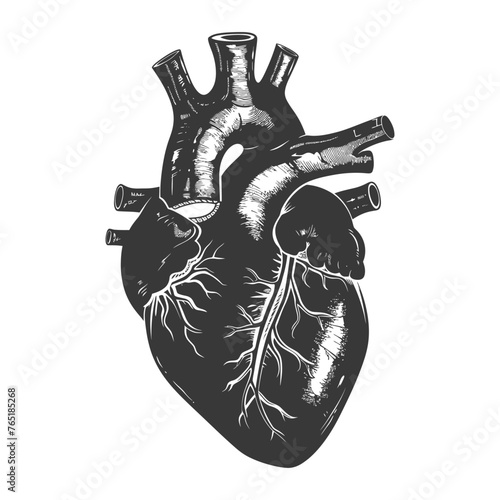 Silhouette for internal organs of heart black color only