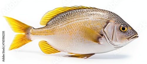 Close view of fish featuring white body and yellow tail