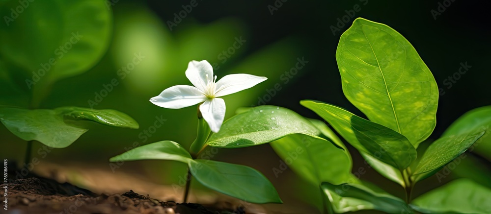 White flower growing from the ground White flower growing from the ground