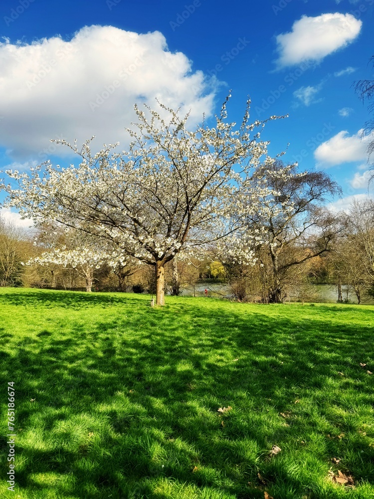 Blossom tree in the park