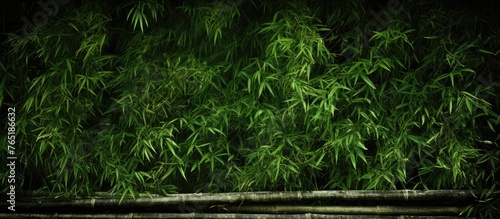 Bamboo grove in dim light photo