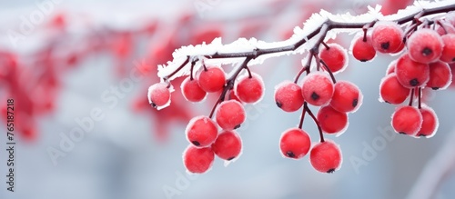 Red berries clustered on a tree branch