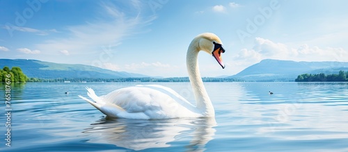White swan gracefully gliding on calm lake © Ilgun