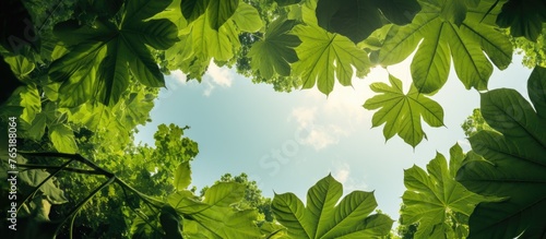 Looking through lush green leaves at the sky