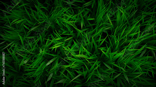 grass texture  grass background