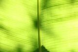 Green palm leaf. Light and shadow nature background.