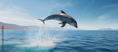 Dolphin leaping high from blue ocean