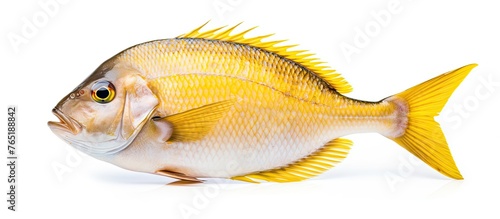 Yellow fish with yellow fins on a white background photo