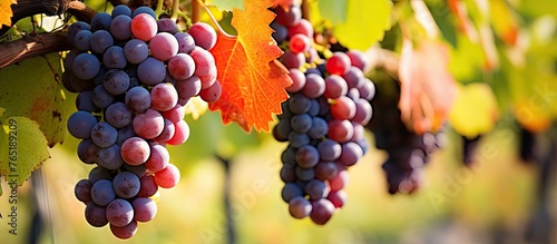 Grapes hanging in vineyard amidst leaves