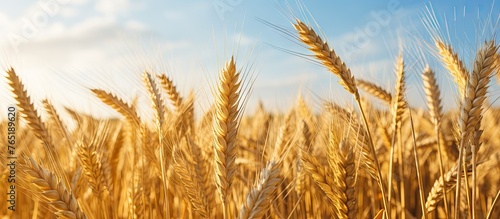 Mature wheat field ready for harvesting