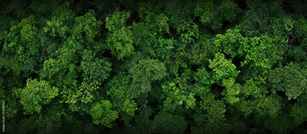 A lush forest with numerous trees