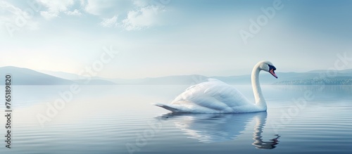 White swan floating on calm water © Ilgun