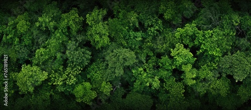 A lush forest with numerous trees