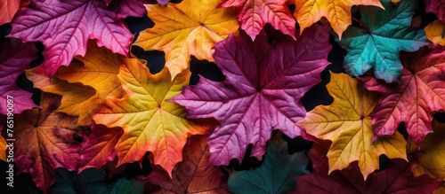 Colorful leaves close up view