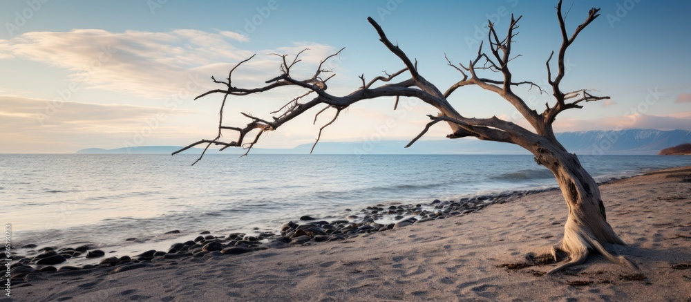A tree by the sea under close inspection A tree by the sea under close inspection