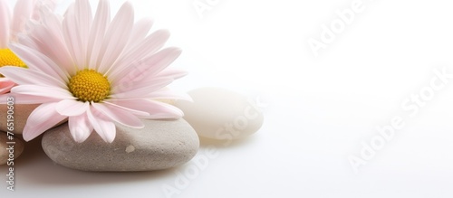 Pink and white flowers on two stones  one pink
