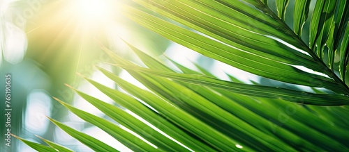 Sunlight shining through a palm leaf