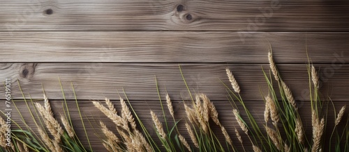 Tall grass close up by wooden wall