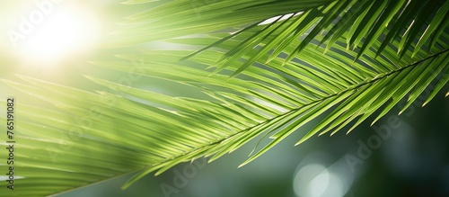 Sunlight shining through a palm leaf