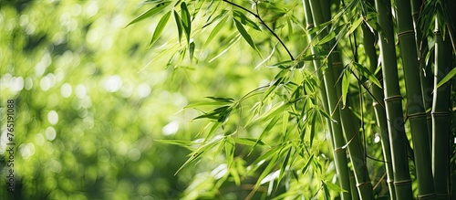 Bamboo tree close up with lush green leaves