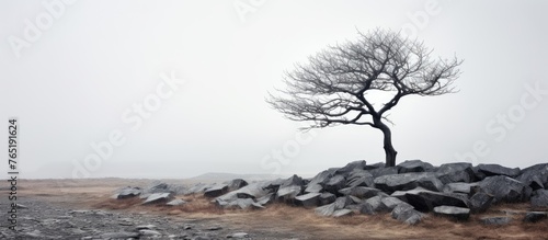 Alone tree on rocks photo