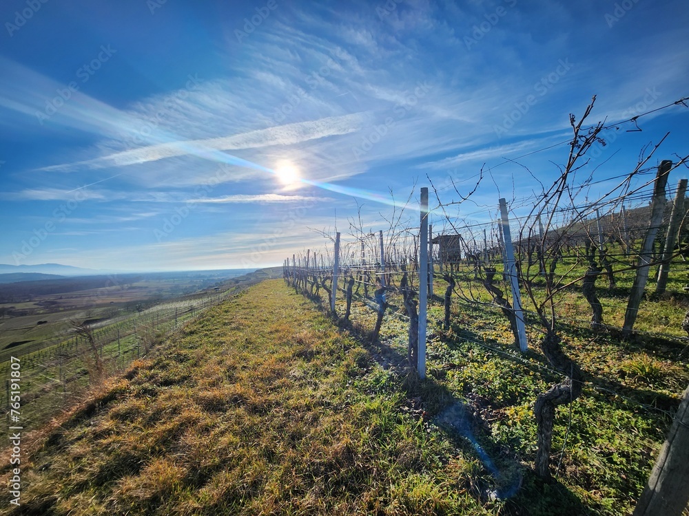 Obraz premium vineyard in autumn