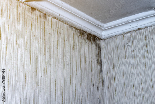 Fotografija white wall with black mold