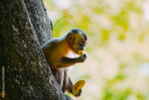 Photography Capuchin monkey is seen in the tree, in the municipal resort, in Bonito, in Mato