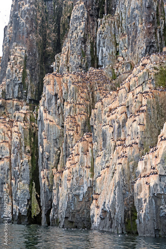 Thousands of Nesting Brunnichs Guillemots on a Ocean Cliff