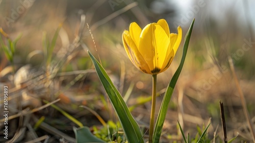 The yellow wild tulip, also known as the Bieberstein Tulip, can be found in its natural environment.