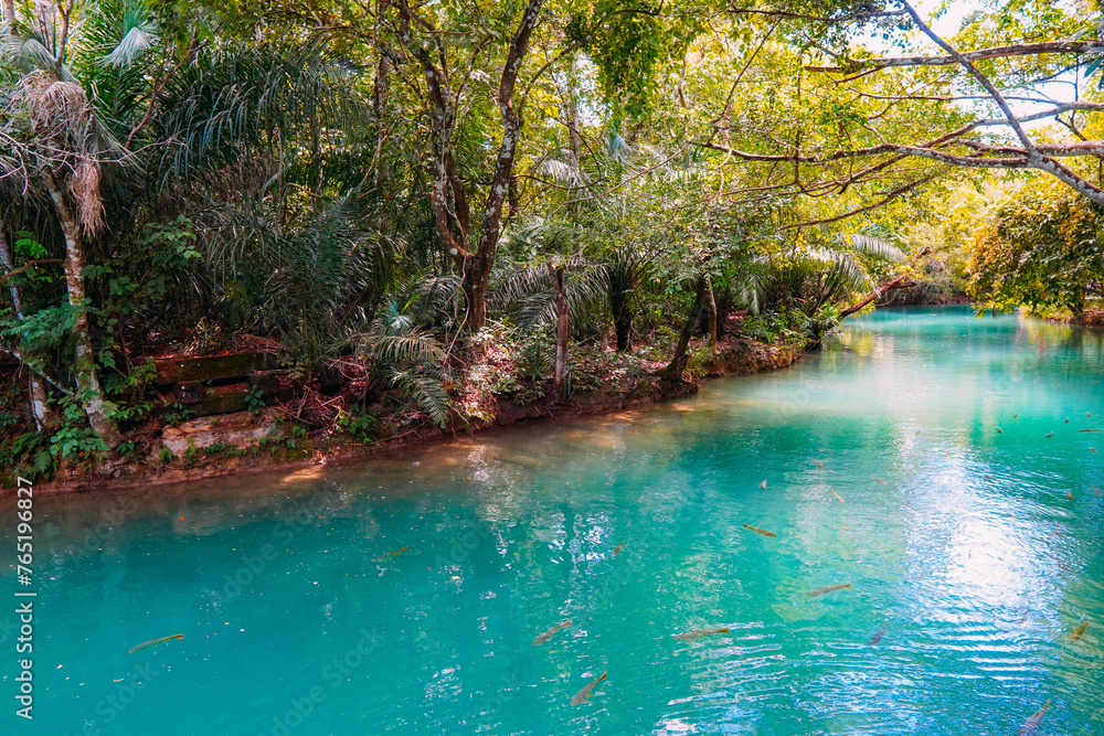Obraz premium Rio Formoso, in the city of Bonito, in Mato Grosso do Sul. Bonito is one of the main ecotourism destinations in Brazil