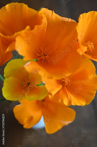 California orange poppy © Magalie