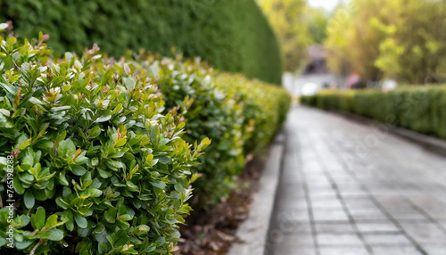 Close-up of dwarf boxwood hedge along sidewalk. Blurred background. photo