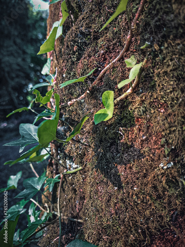 Vines with green leaves climbing up the trunk of a mossy tree.   photo