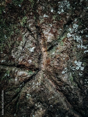 Tree trunk texture with moss in the forest photo