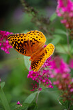 Great Spangled Fritillary Butterfly on a Pink lilac colored Butterfly bush blossom flower. Extreme selective focus with blurred background. Front view. Top view. Flatlay.