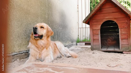 The golden retriever dog sits looking up. Fast pet's breathing in hot day. Thirsty. Domestic animal in an enclosure behind bars. Homeless animals. Catching stray dogs. Losted labrador waits the owner photo