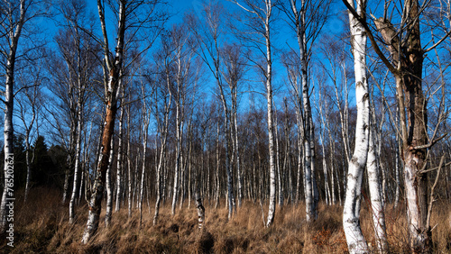 Fototapeta Naklejka Na Ścianę i Meble -  Las brzozowy