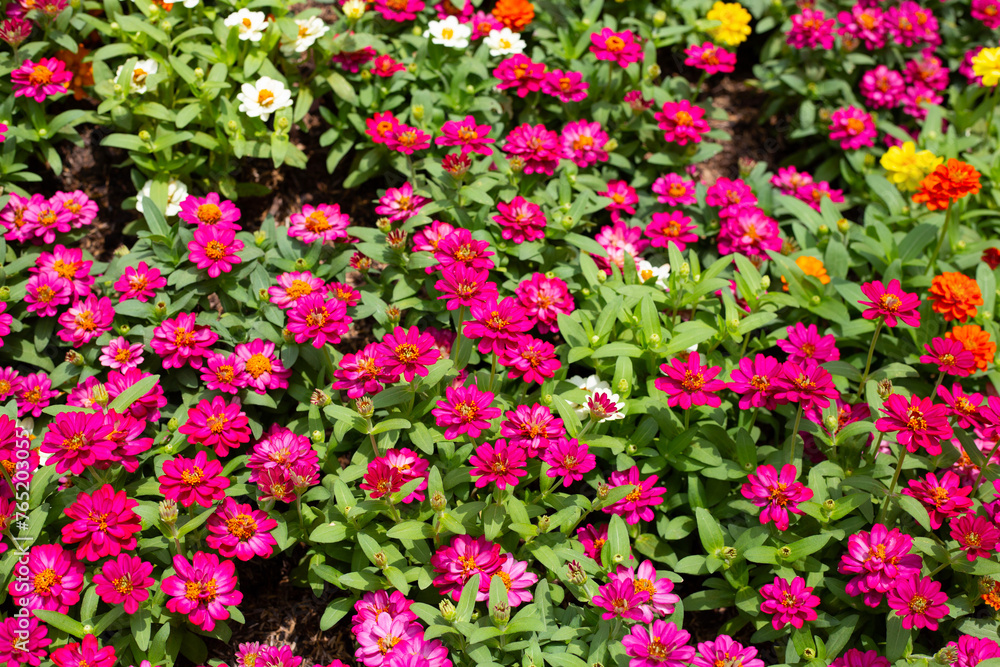 Zinnia flower in the garden