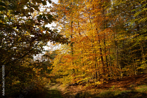 Fototapeta Naklejka Na Ścianę i Meble -  Jesienny las liściasty