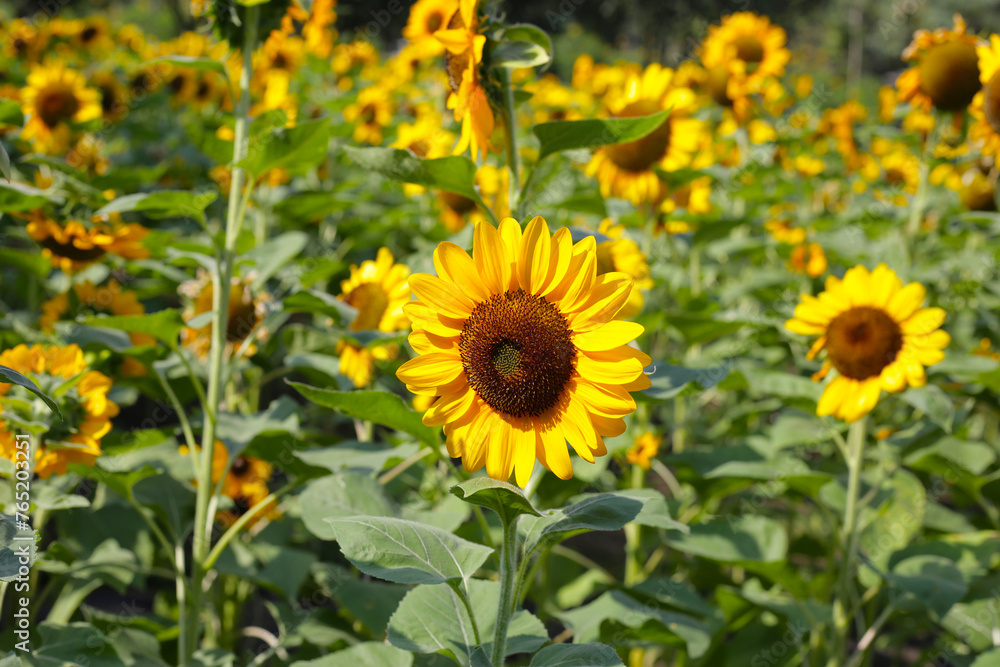 Blooming sunflower fields. Beautiful yellow flower Blooming sunflower fields. Beautiful yellow flower