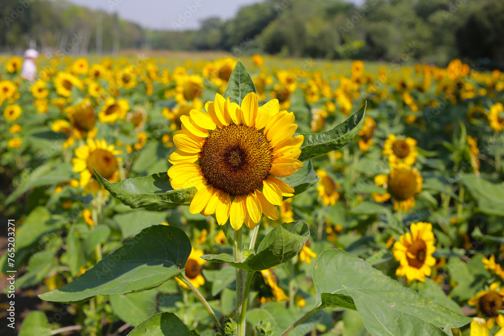 Blooming sunflower fields. Beautiful yellow flower Blooming sunflower fields. Beautiful yellow flower