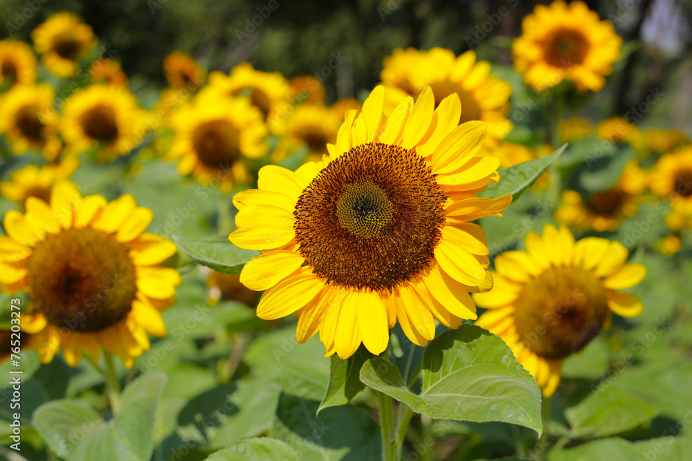 Blooming sunflower fields. Beautiful yellow flower Blooming sunflower fields. Beautiful yellow flower