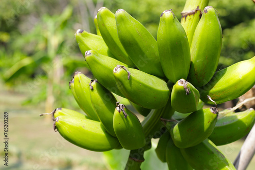 Bunch of fresh green bananas hanging from a banana tree © Bowonpat