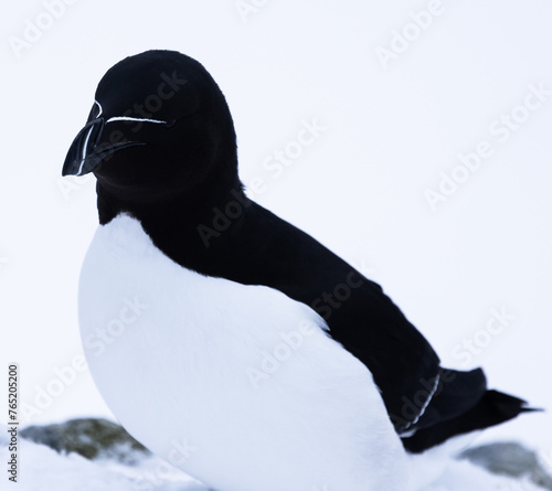 closeup of a razorbill bird